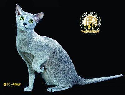 A Cat with Blue and Green Logo - Breed Profile: The Russian Blue