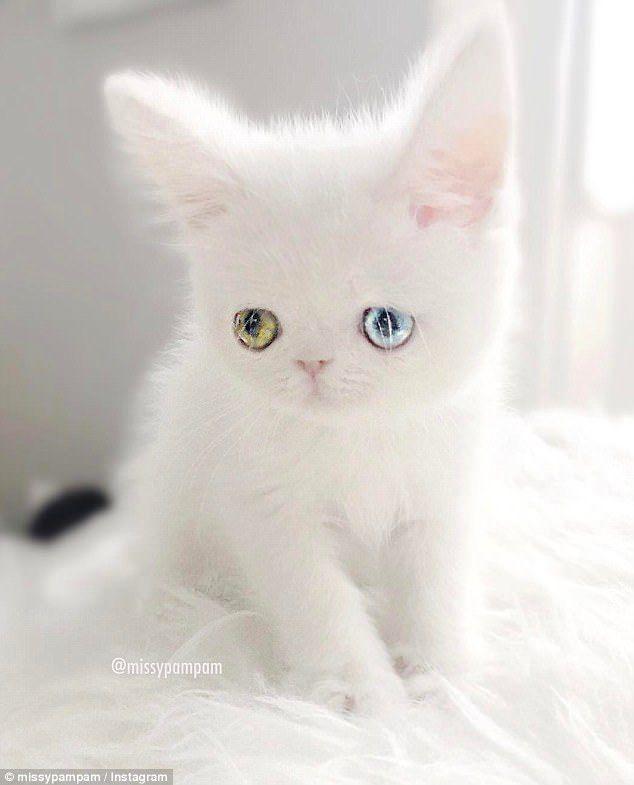 A Cat with Blue and Green Logo - Pam Pam the cat with hypnotic eyes goes viral on Instagram. Daily
