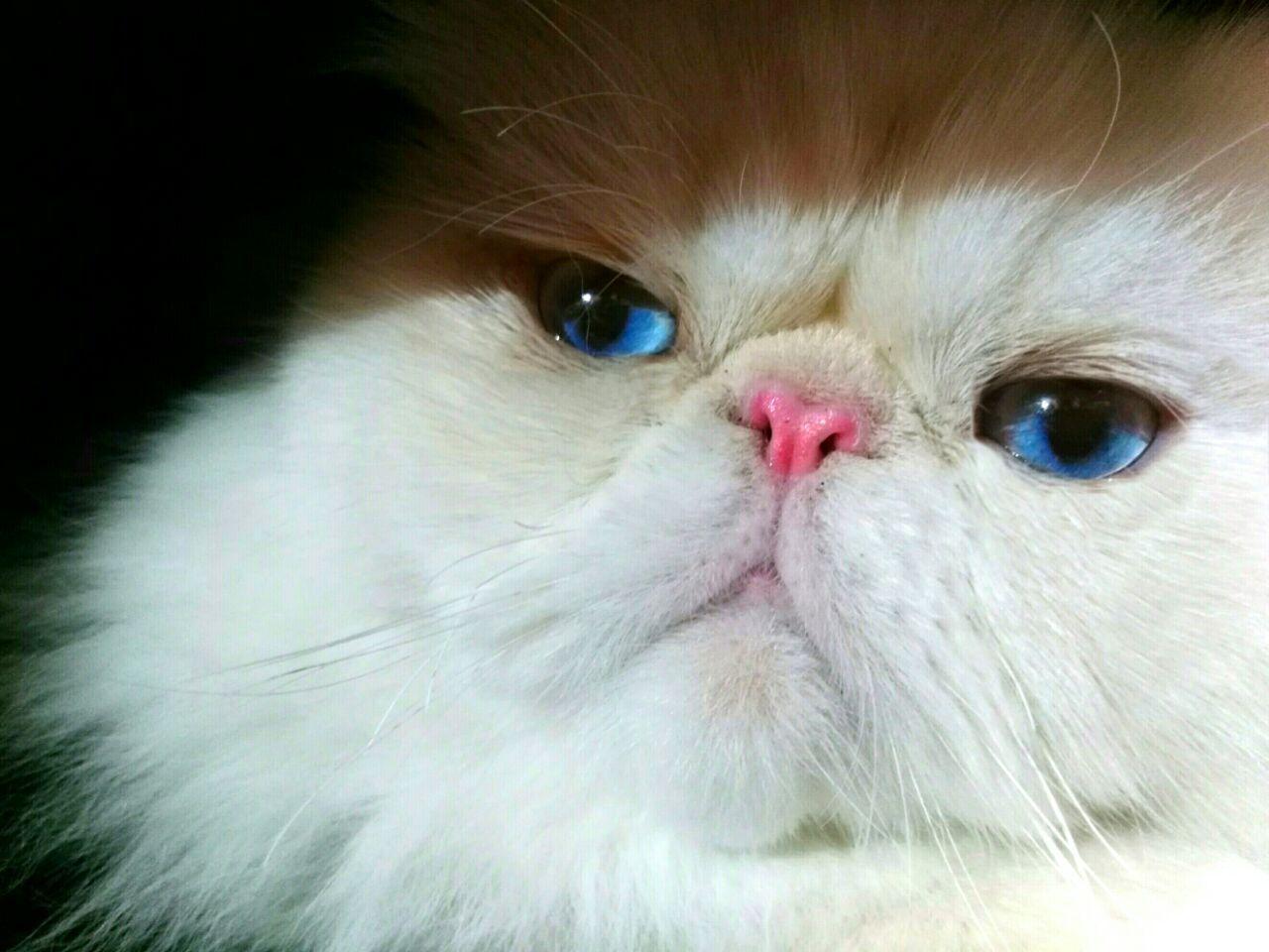 A Cat with Blue and Green Logo - Persian cat