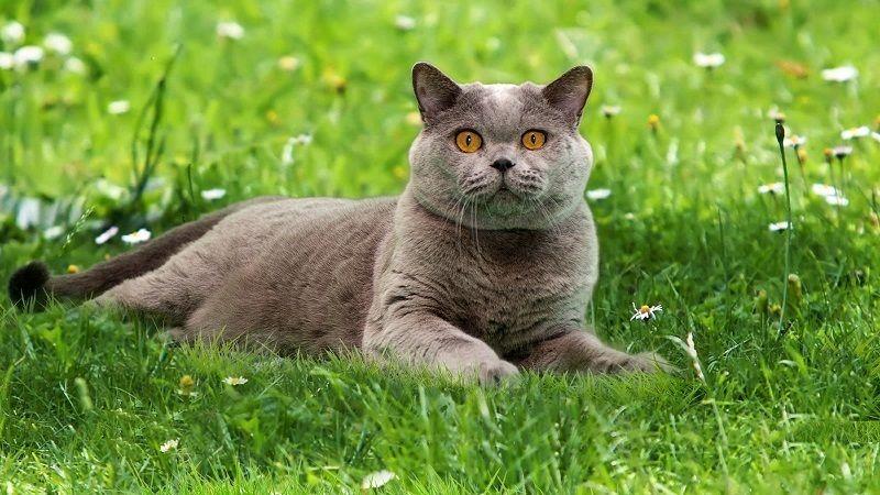 A Cat with Blue and Green Logo - British Shorthair Cat Breed Profile Cats & Kittens