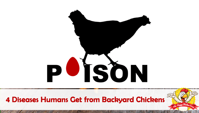 Inappropriate Bird Logo - Diseases Humans Get from Backyard Chickens: Zoonotic Diseases