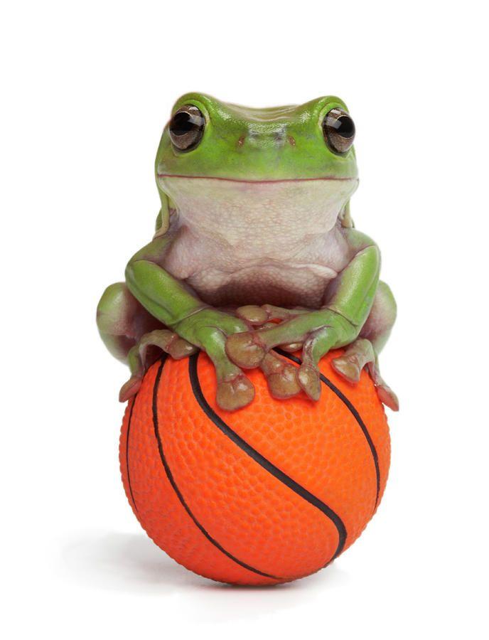 Frog Basketball Logo - Gregg Popovich speaks out against Trump/Bannon again... THAT IS IT ...