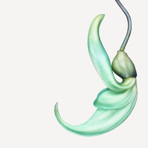 Vine Flower Logo - The tropical Jade Vine You can also see more image from the book