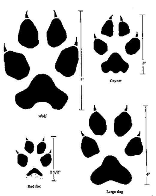 Red Wolf Paw Logo - Comparing the tracks or pawprints of a wolf, a coyote, a red fox