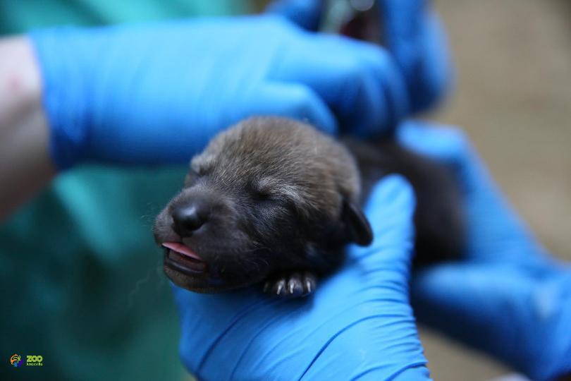 Red Wolf Paw Logo - Critically endangered red wolf puppies born at Zoo Knoxville