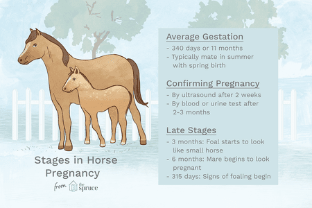 Colt Horse Logo - Symptoms and Stages of Pregnancy in Horses