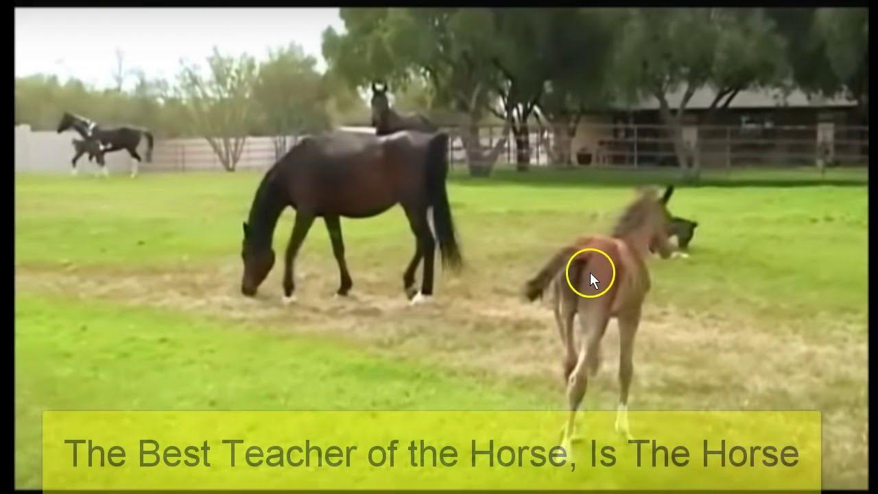 Colt Horse Logo - Mare Horse Attacks Baby Foal For No Reason? Or Maybe There Was A ...