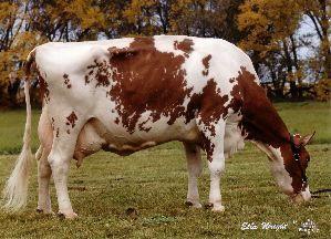 Red White Cow Logo - Sardius Holsteins: Foundational Red & White Dairy Cattle