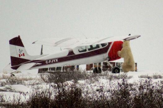 Airline Polar Bear Logo - Polar bear tour on foot: Churchill Wild review - up close with polar ...
