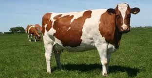 Red White Cow Logo - CHEAP HOLSTEIN FRIESIAN COWS
