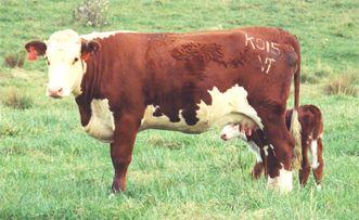 Red White Cow Logo - Beef Cattle Breeds
