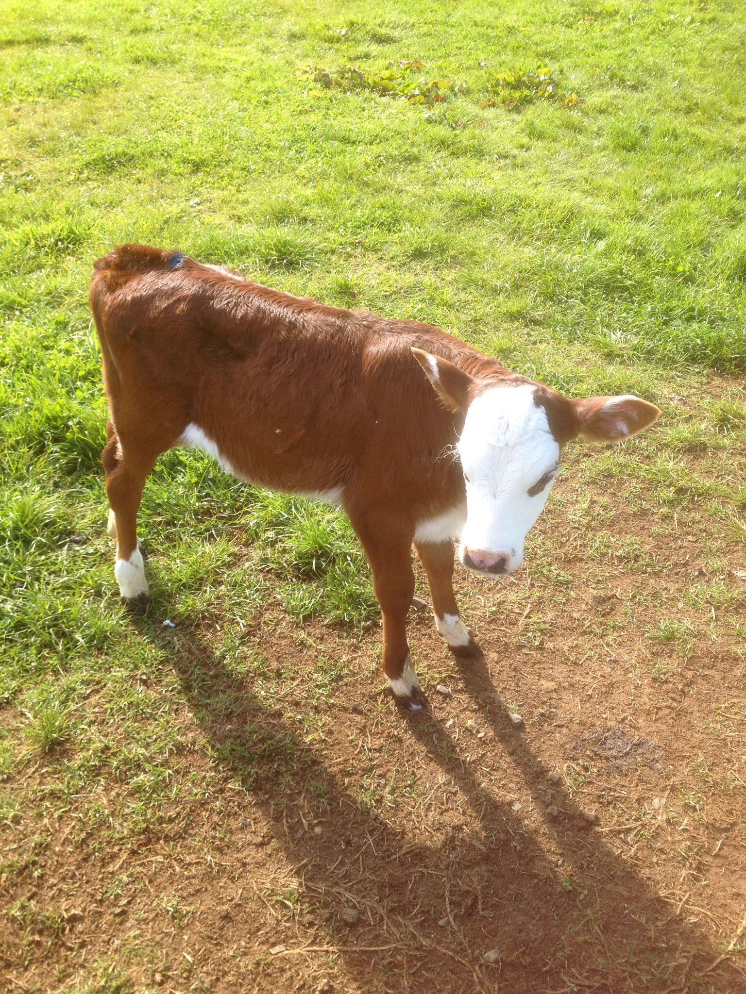 Red White Cow Logo - Red white face Bulls & steers - Maungatapere Calves