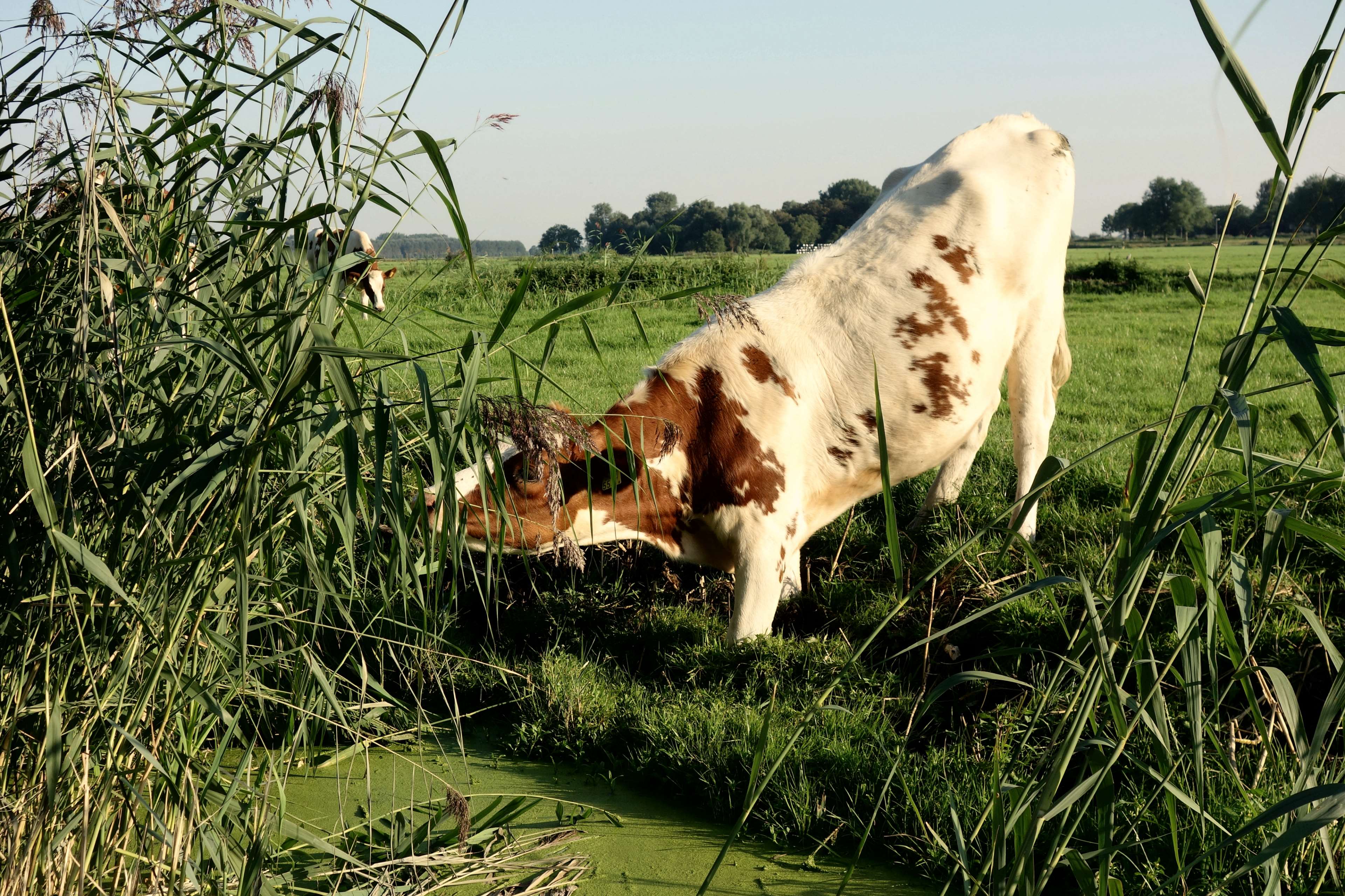 Red White Cow Logo - animal, cow, domestic cow, dutch, dutch cow, farming, holland