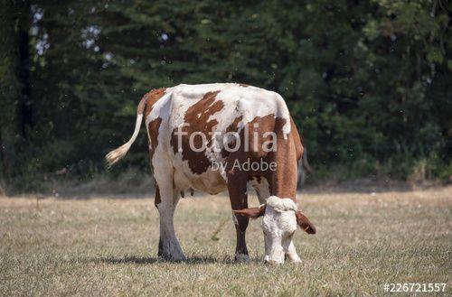 Red White Cow Logo - Grazing red and white cow, Montbeliard, a lot of flies, standing in ...