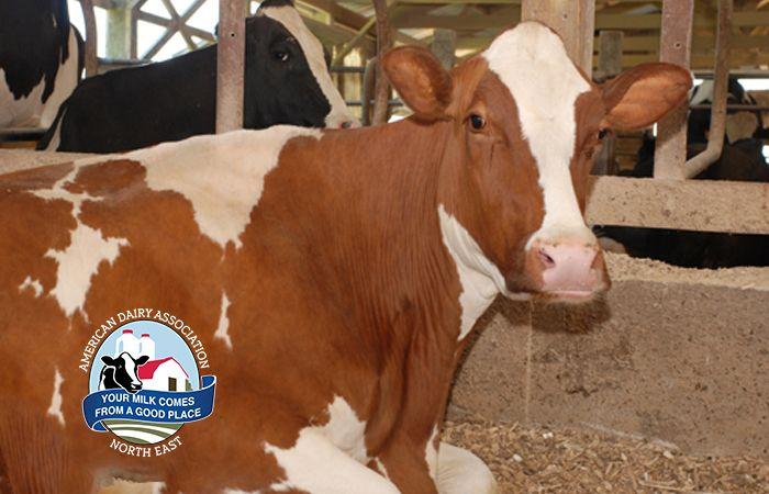 Red White Cow Logo - Red and White Holstein Cow. American Dairy North East