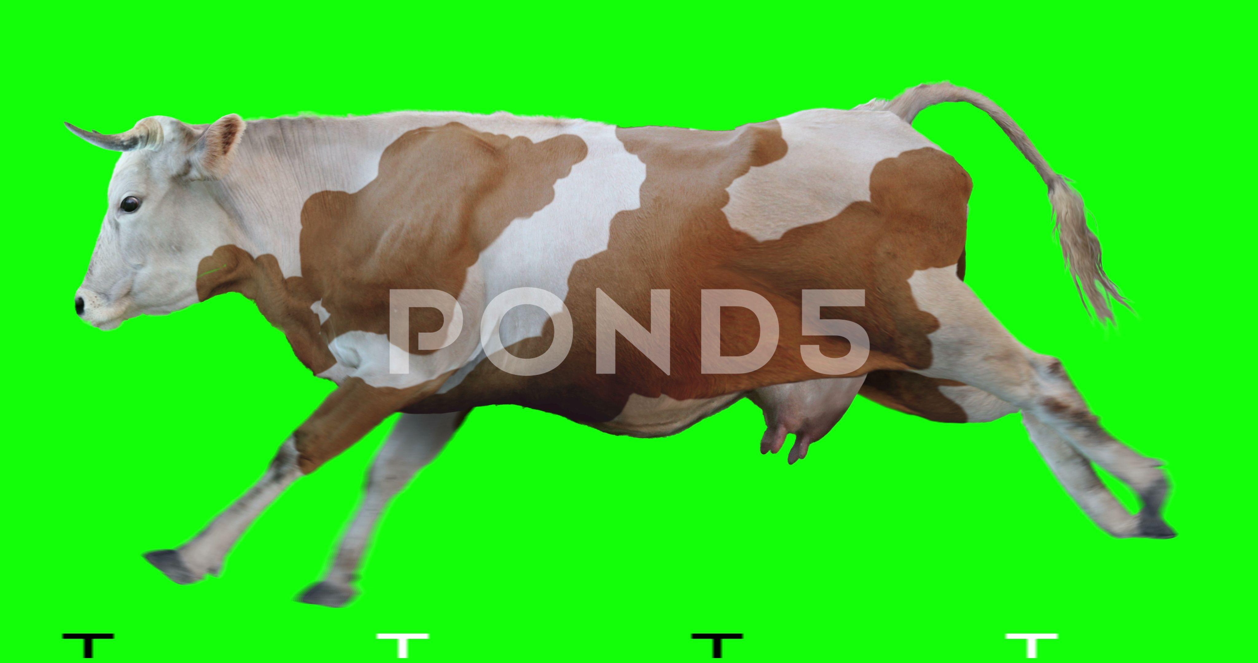 Red White Cow Logo - Red white cow runs on a transparent background. Green screen