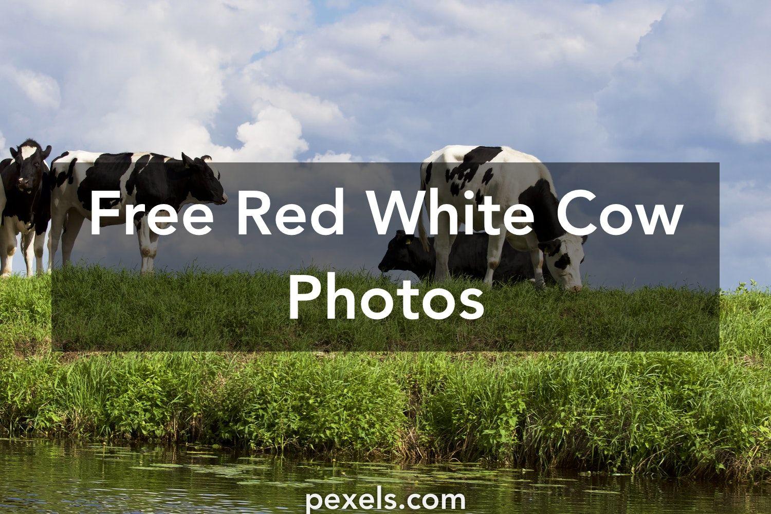 Red White Cow Logo - Beautiful Red White Cow Photo