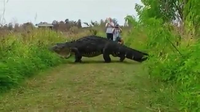 Gator in a Circle Logo - Massive Gator Spotted in Nature Preserve in Lakeland - NBC 6 South ...