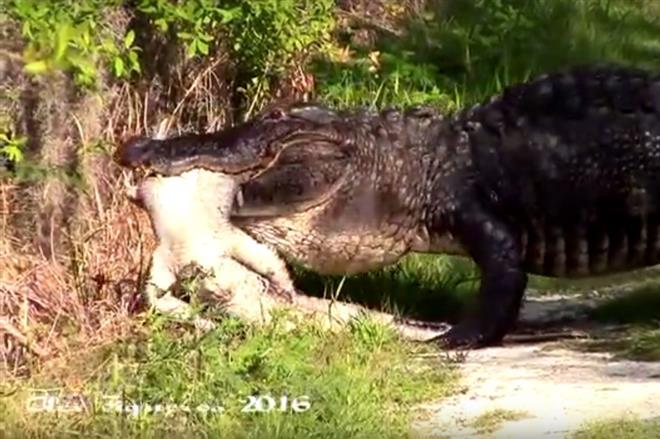 Gator in a Circle Logo - Video: Man finds alligator chomping on smaller gator in Polk County