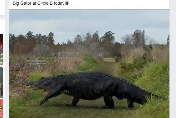 Gator in a Circle Logo - Another year, another giant gator meandering through Polk County ...