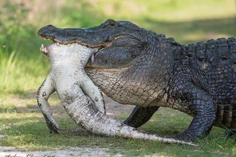 Gator in a Circle Logo - Watch: Massive alligators attack and eat smaller gators