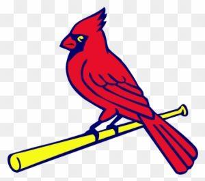 Scared Cardinal Bird Logo - Logo Pb Color Louis Cardinals Bird On Bat Logo Png