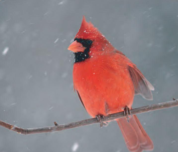 Scared Cardinal Bird Logo - Animal Facts: Northern cardinal