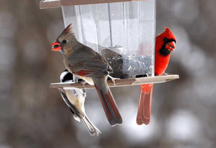 Scared Cardinal Bird Logo - How to Attract: Cardinals