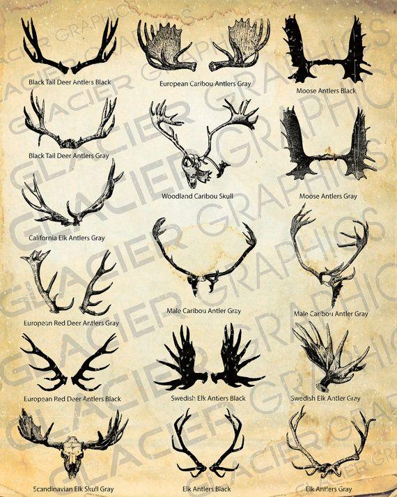Moose Antler Logo - Vintage Deer, Elk, Caribou, Moose Antler and Skull Illustrations