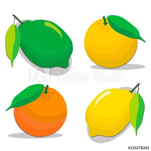 Orange Peel Food Logo - Abstract vector illustration logo for set whole ripe citrus fruit ...