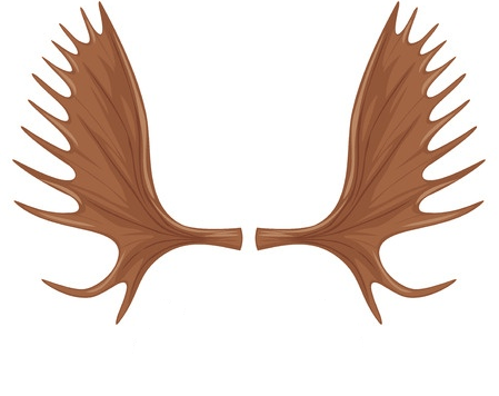 Moose Antler Logo - Everything You Need to Know About Moose Antlers. Lawrence Bay Lodge