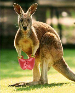 Boxing Kangaroo Logo - Ricky - Boxing Kangaroo | Critters | Kangaroo, Animals, Australian ...