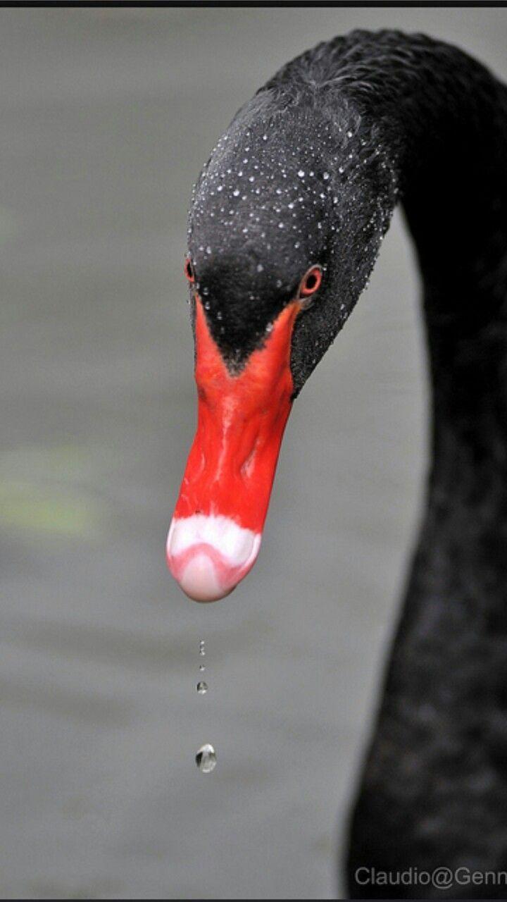 Red and White Swan Logo - Red Beak | unbelievable birds | Swan, Black Swan, Birds