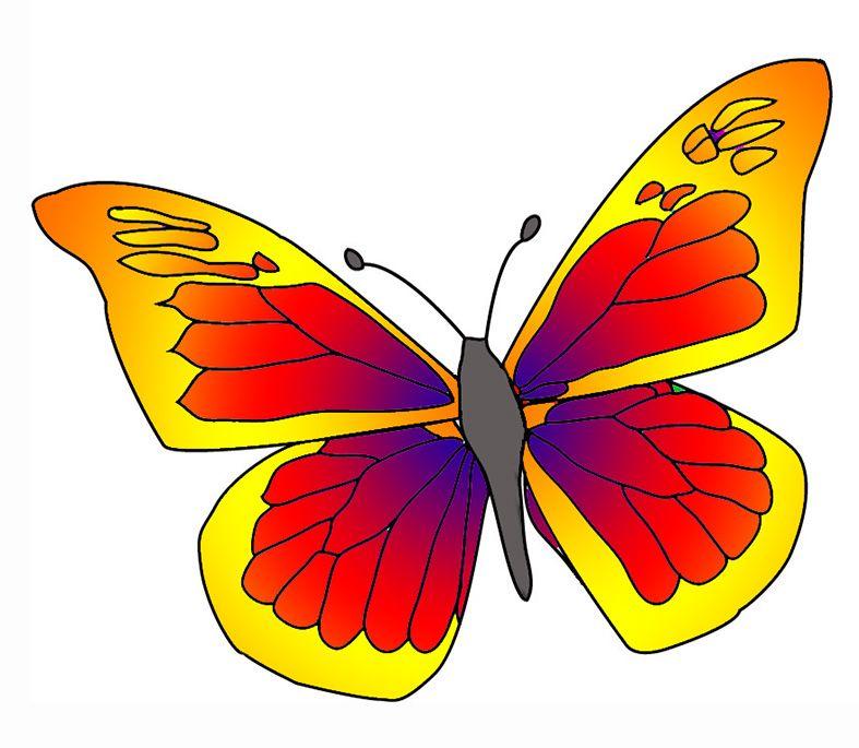 Orange and Red Butterfly Logo - Beautiful butterfly image