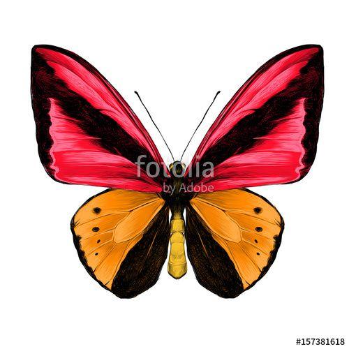 Orange and Red Butterfly Logo - butterfly symmetric top view of orange and red colors, sketch vector