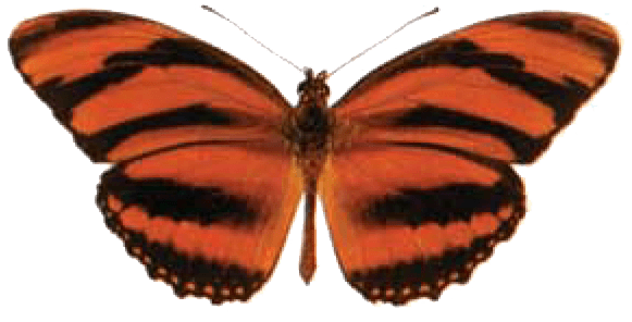 Orange and Red Butterfly Logo - Butterfly Identification Chart. Butterfly House. Attractions