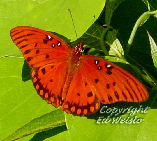 Orange and Red Butterfly Logo - Florida Butterflies