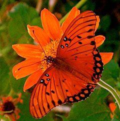 Orange and Red Butterfly Logo - Gulf fritillary is back