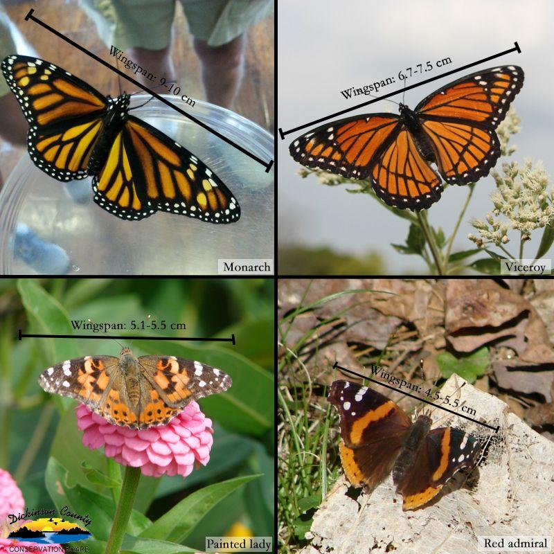 Orange and Red Butterfly Logo - How to tell apart four orange and black butterflies