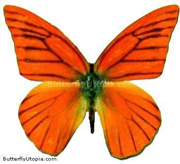 Orange and Red Butterfly Logo - Appias nero neronis orange butterfly picture, photo, picture, photo