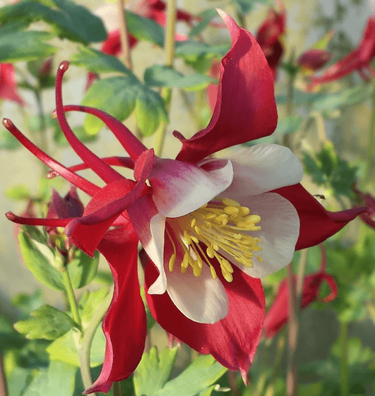 Red and White Swan Logo - Aquilegia 'Swan Red and White'