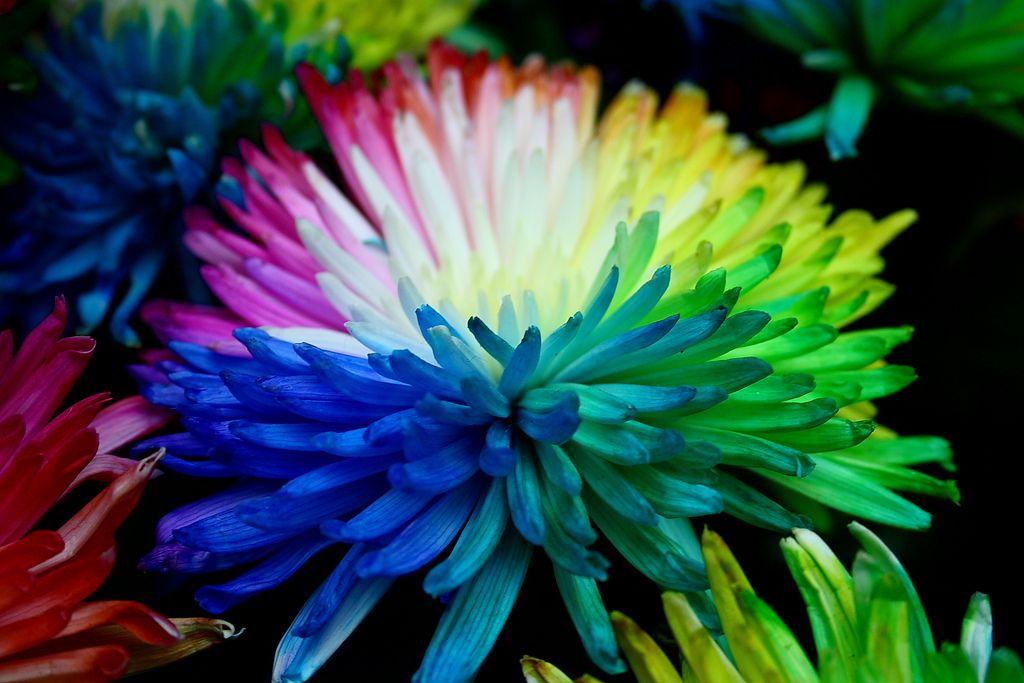 Multi Colored Flower Logo - Real Multi Coloured Flower