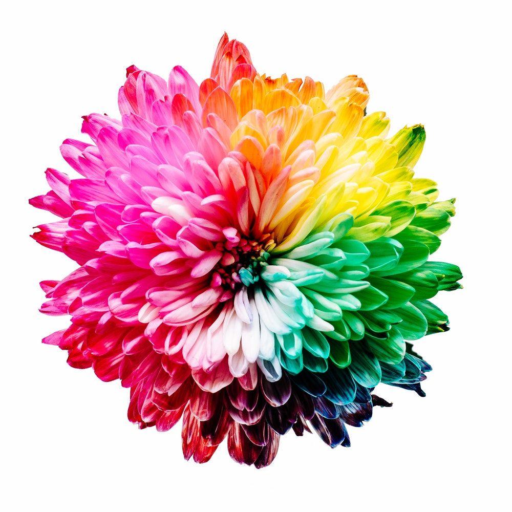 Multi Colored Flower Logo - Flower, flowers, rainbow colours and rainbow HD photo by Sharon ...