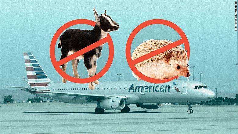 Airline with Goat Logo - American Airlines bans insects, hedgehogs and goats as emotional