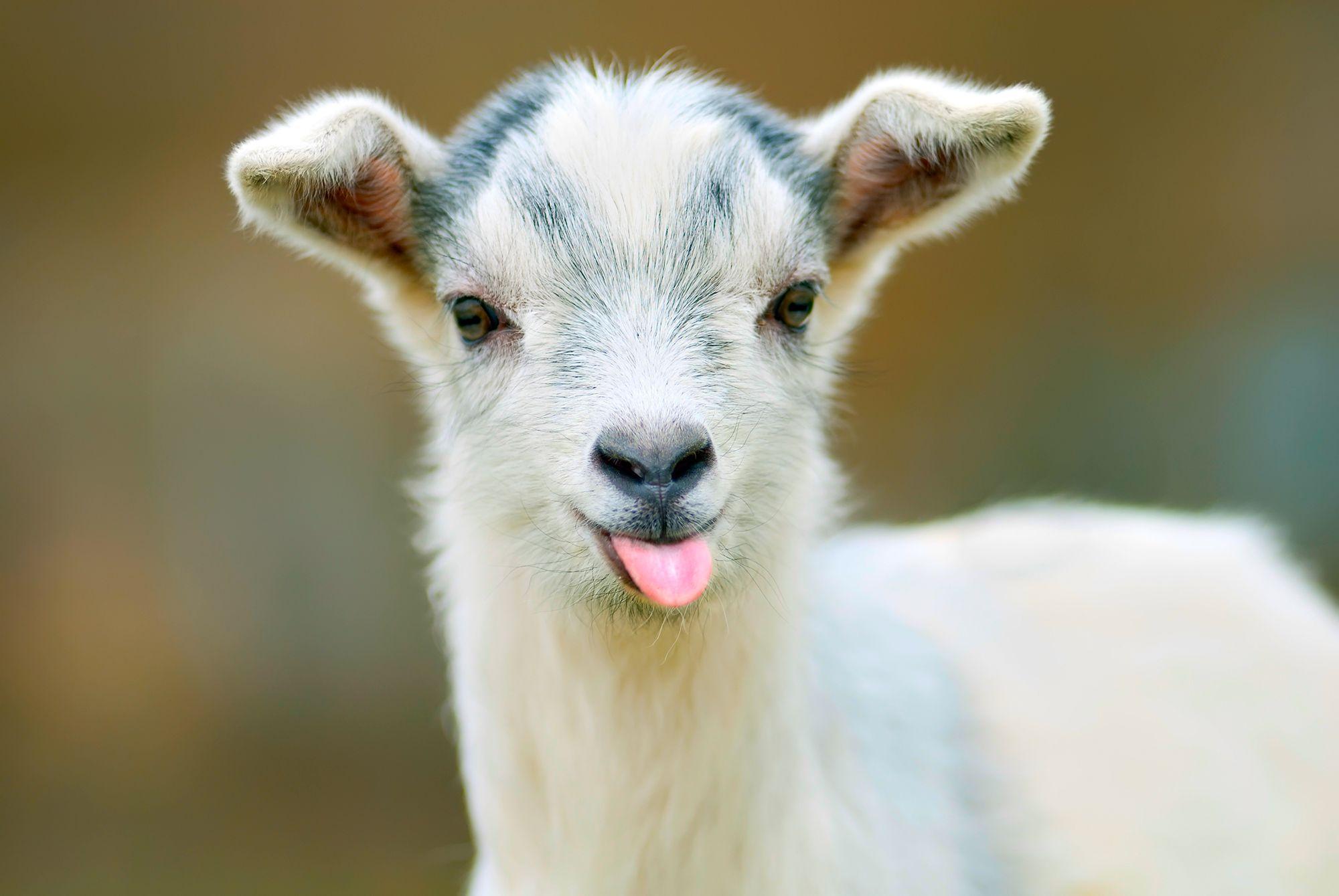 Airline with Goat Logo - Goats Banned From Flying American Airlines Starting in July