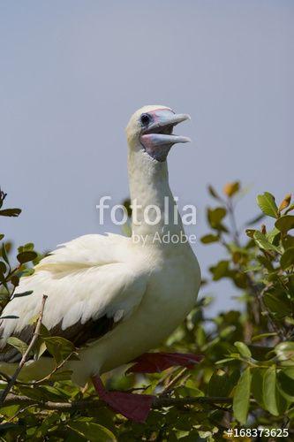 Red Foot White Wing Logo - Red-footed Booby (Sula sula) white phase. Halfmoon Caye Audubon ...