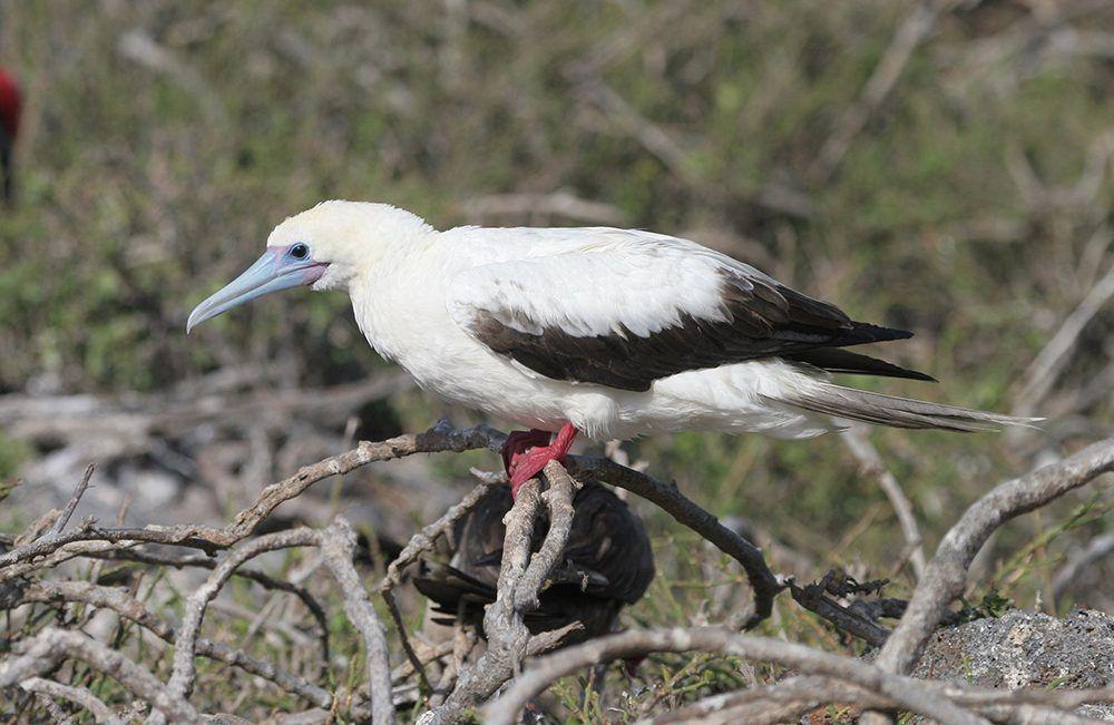 Red Foot White Wing Logo - Red-Footed Booby - Galapagos Conservation Trust