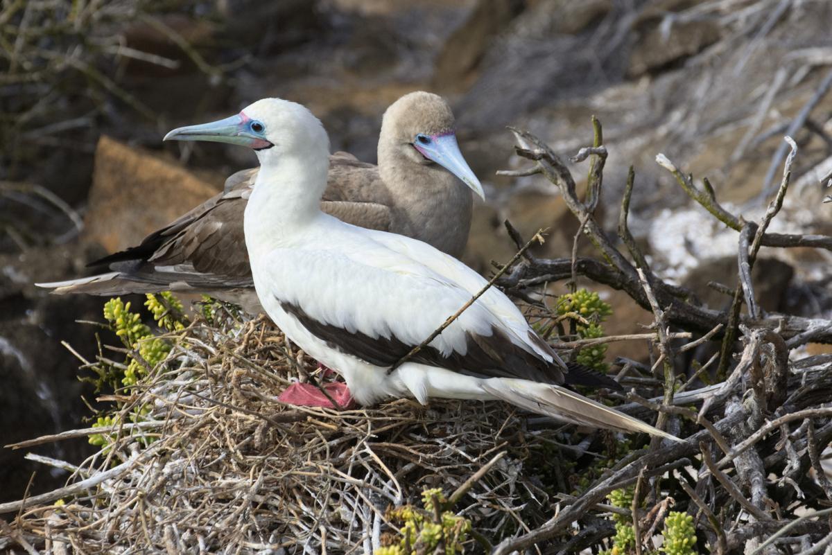Red Foot White Wing Logo - Red-footed booby | New Zealand Birds Online