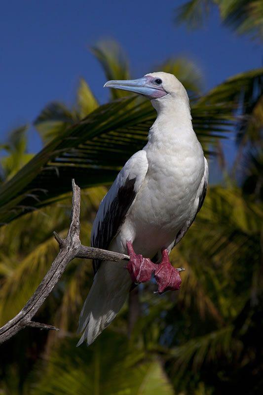 Red Foot White Wing Logo - White morph of the Red-footed boobywith characteristic red feet and ...