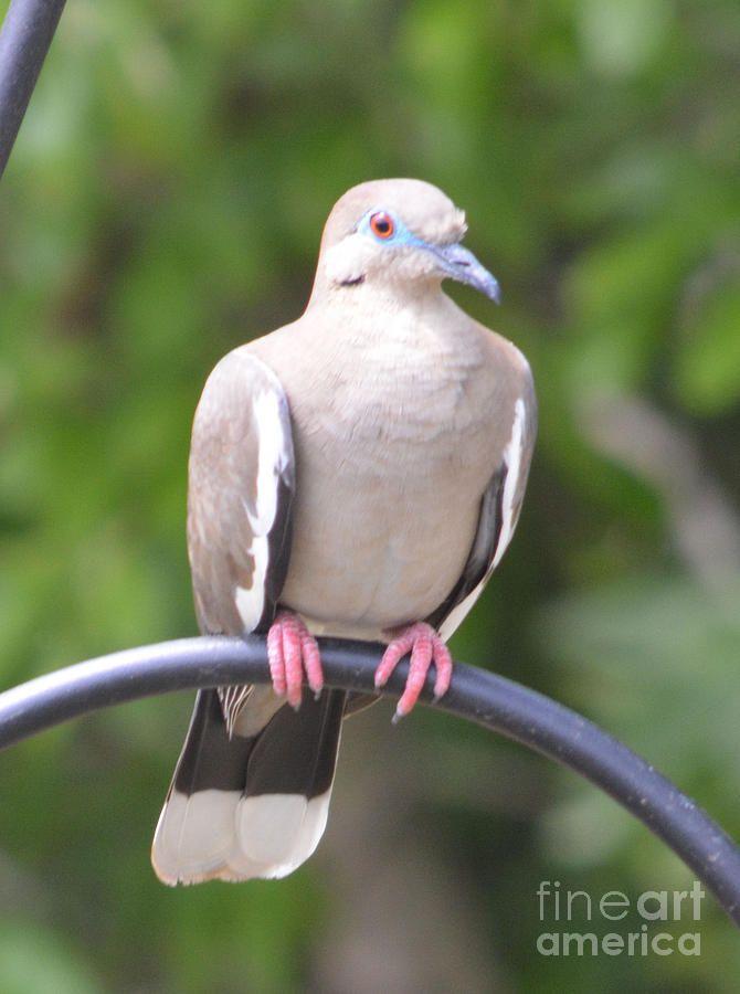 Red Foot White Wing Logo - Female White Wing Dove Photograph by Ruth Housley